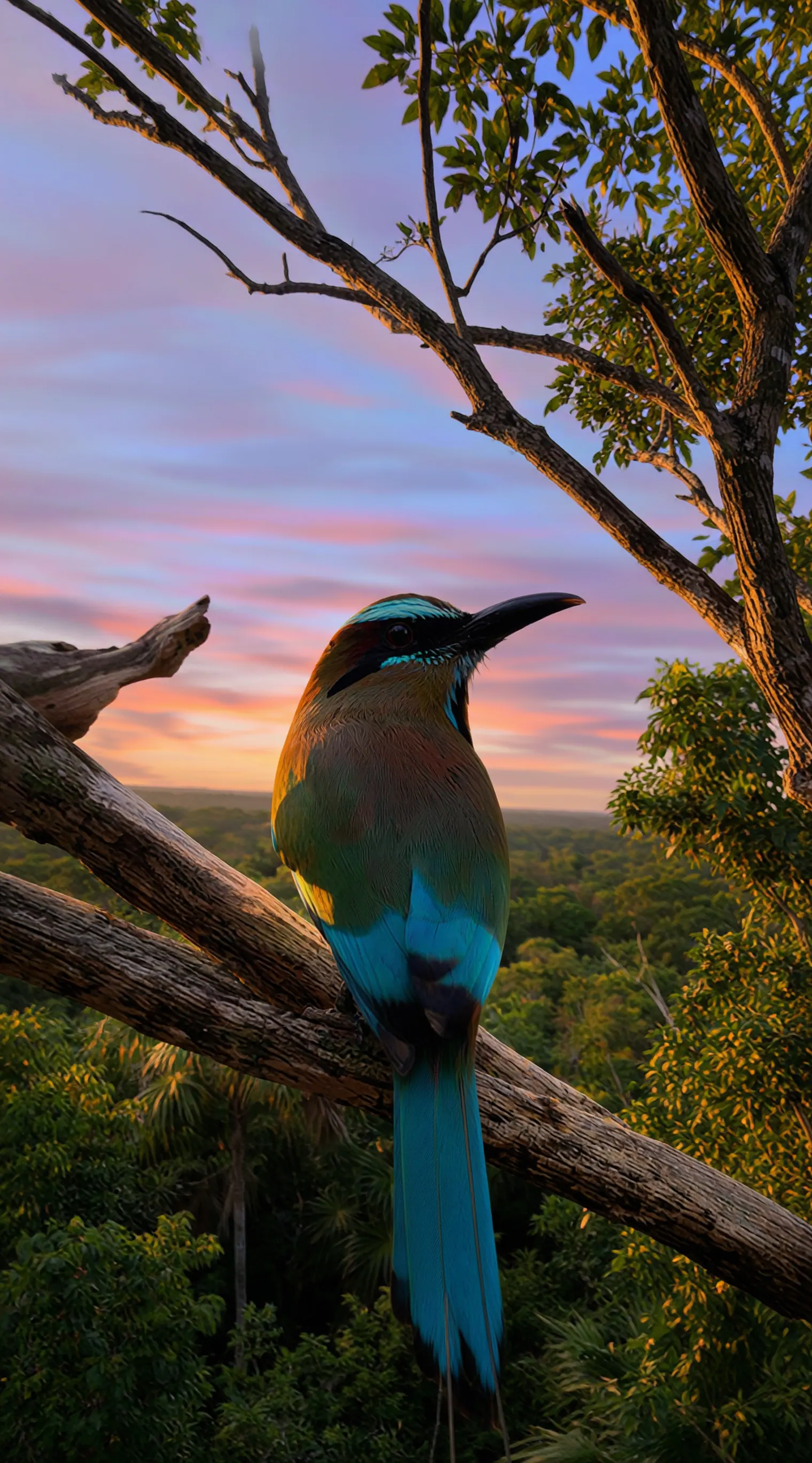 El Toh — pájaro símbolo de Visión Xtohil al atardecer